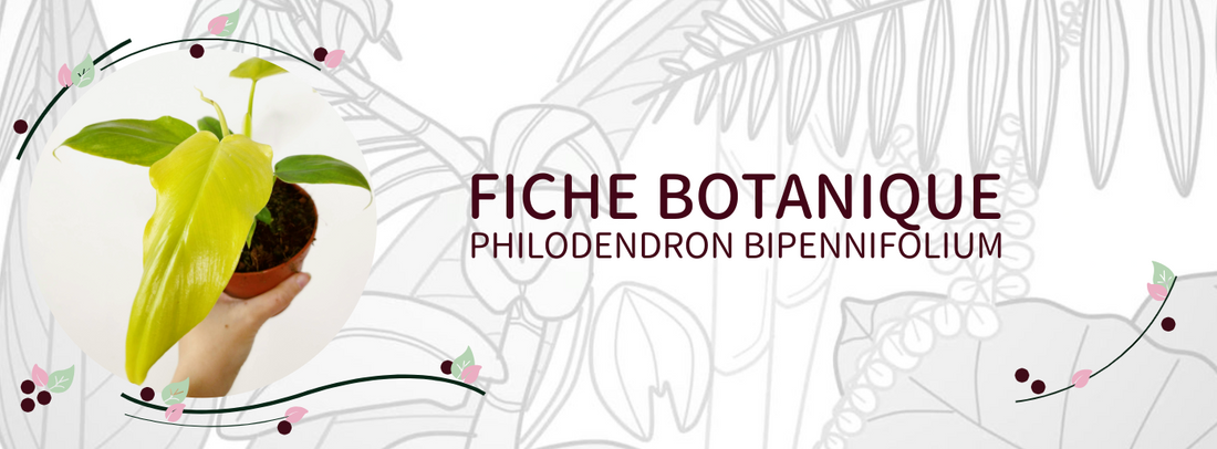 Philodendron bipennifolium - Culture et Botanique