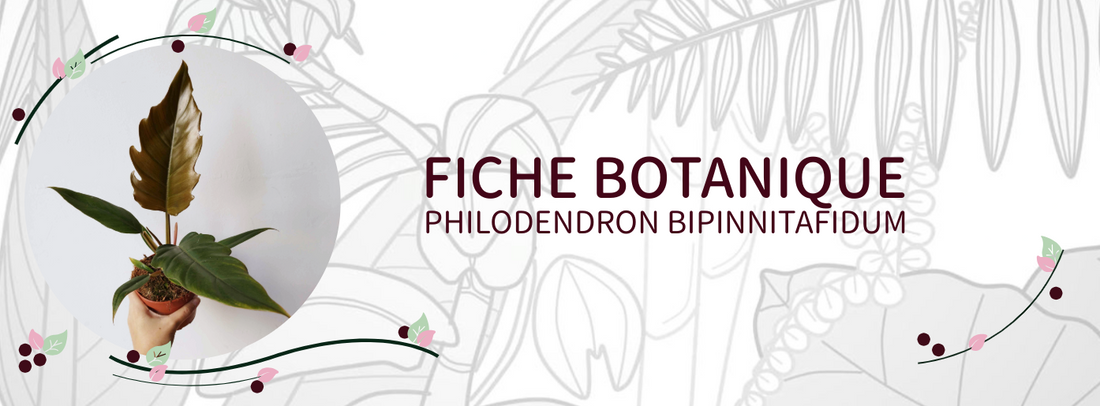 Philodendron bipinnatifidum - Culture et Botanique