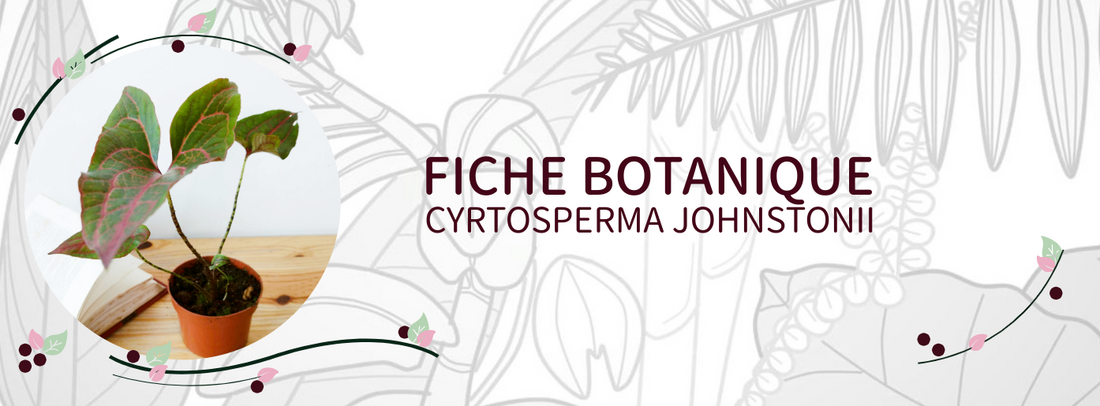 Cyrtosperma johnstonii - Culture et Botanique