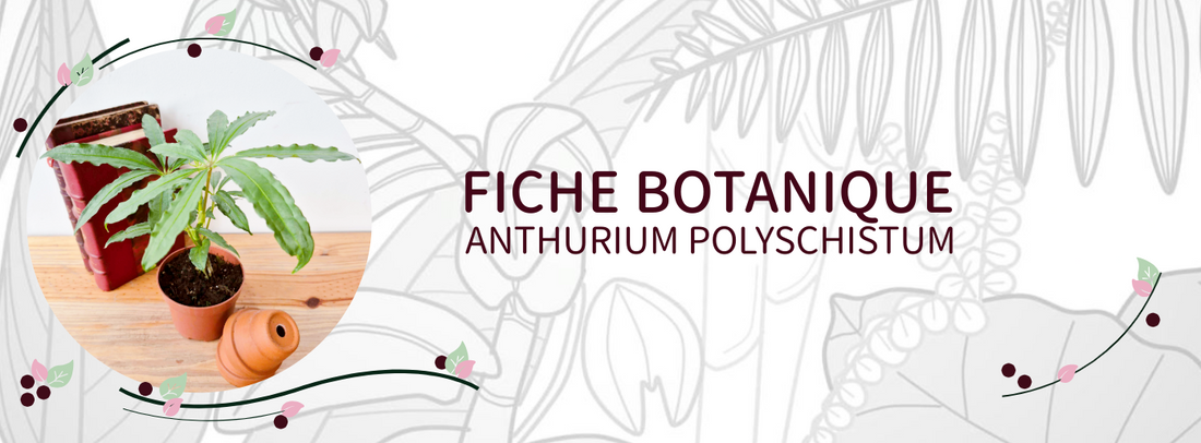 Anthurium polyschistum - Culture et Botanique
