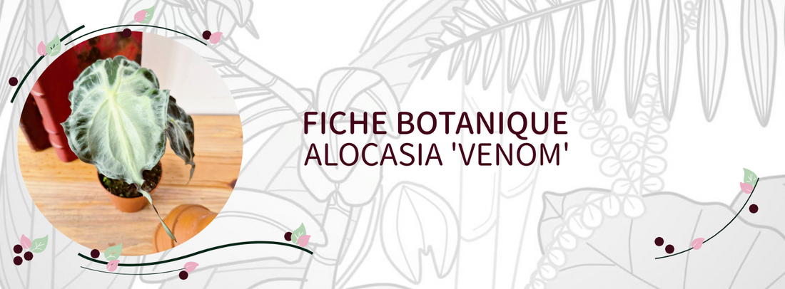 Alocasia 'Venom' - Culture et Botanique