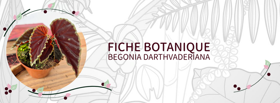 Begonia darthvaderiana - Culture et Botanique
