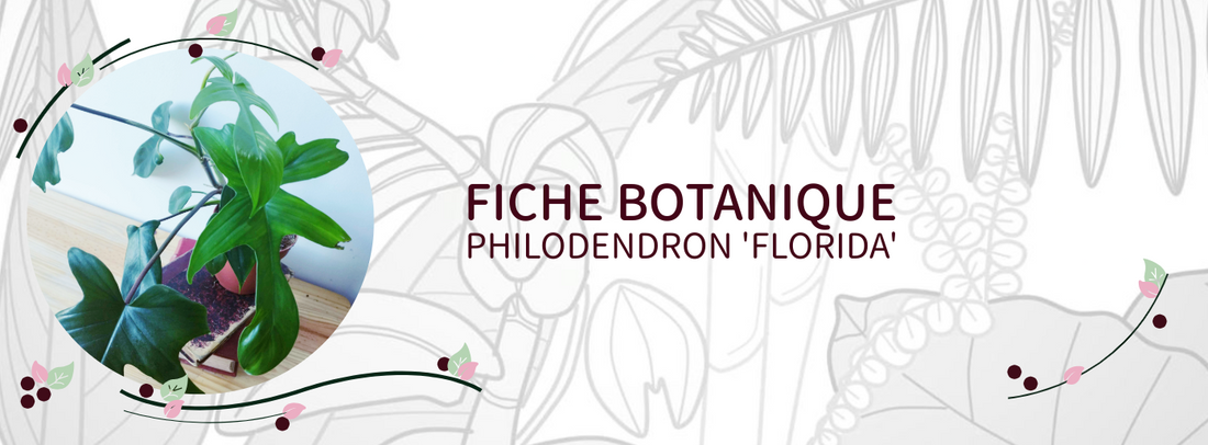 Philodendron 'Florida' - Culture et Botanique