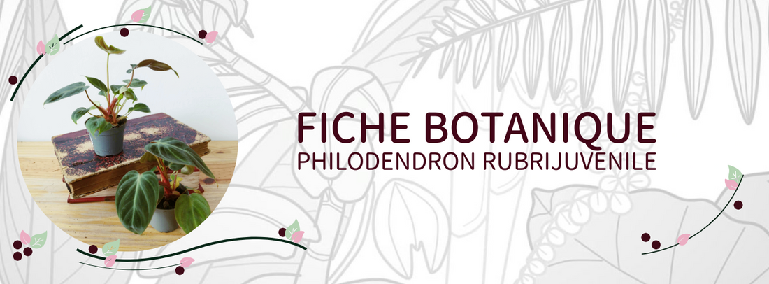 Philodendron rubrijuvenile / luxurians ‘El Choco Red’ - Culture et Botanique