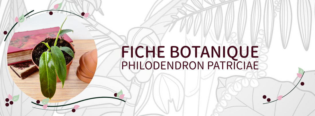 Philodendron patriciae - Culture et Botanique