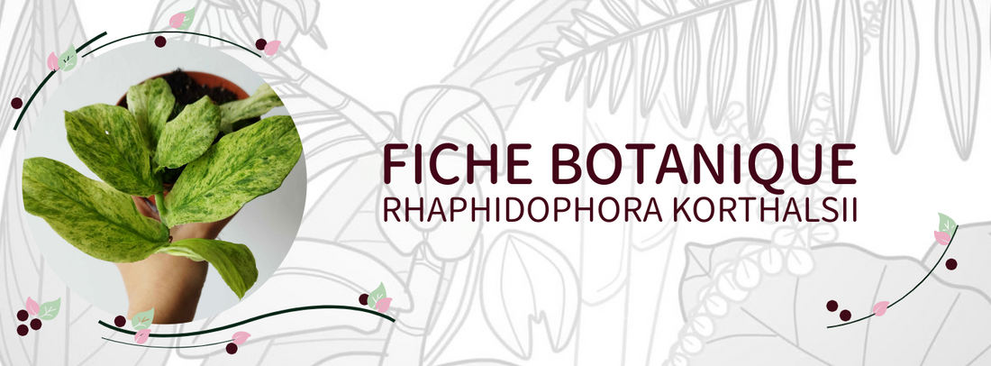 Rhaphidophora korthalsii - Culture et Botanique
