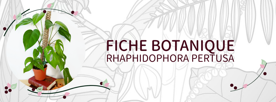 Rhaphidophora pertusa - Culture et Botanique