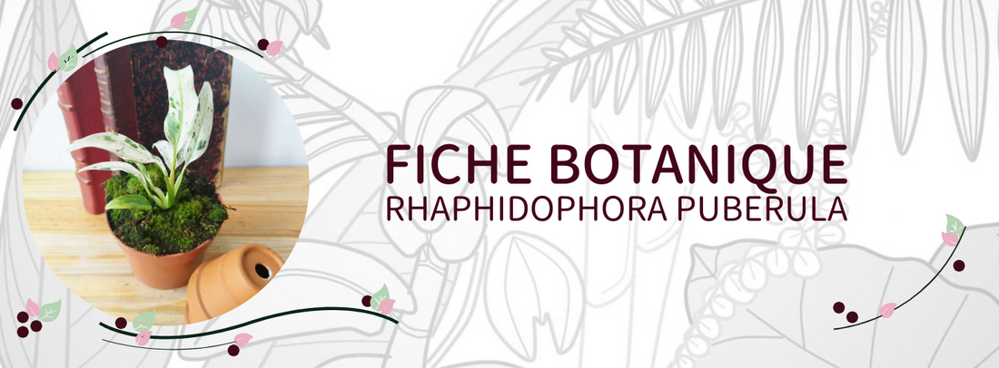 Rhaphidophora puberula - Culture et Botanique