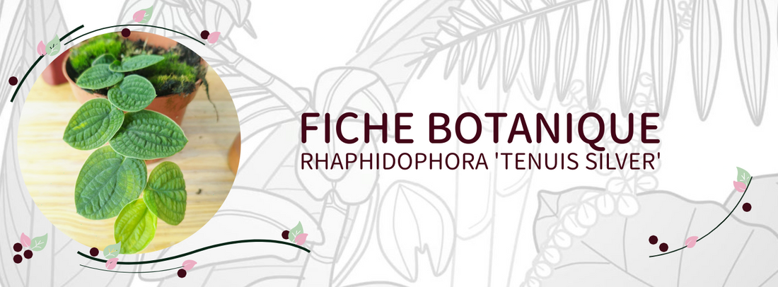 Rhaphidophora 'Tenuis Silver' - Culture et Botanique