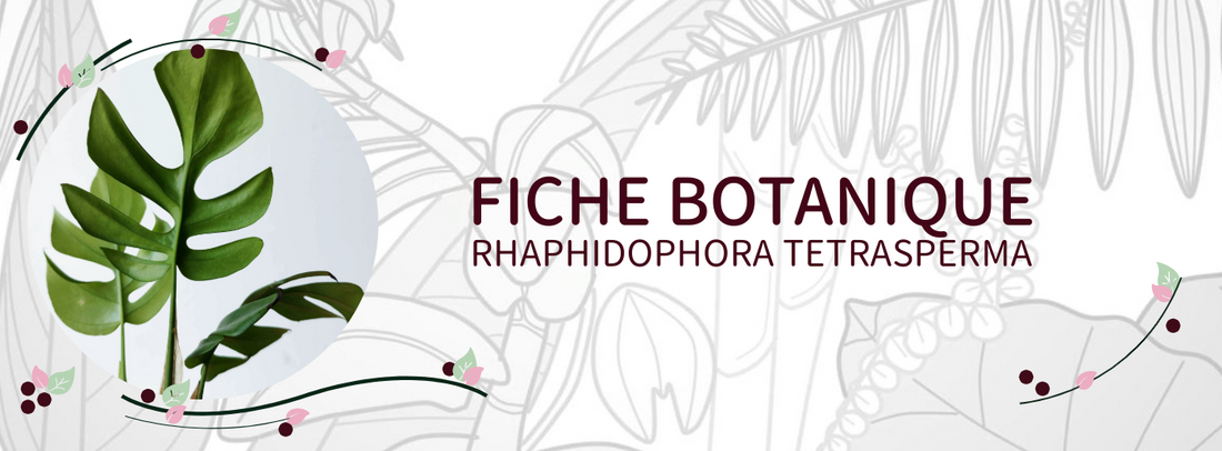 Rhaphidophora tetrasperma - Culture et Botanique