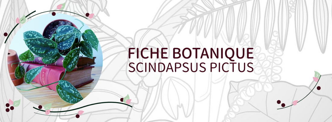 Scindapsus pictus - Culture et Botanique