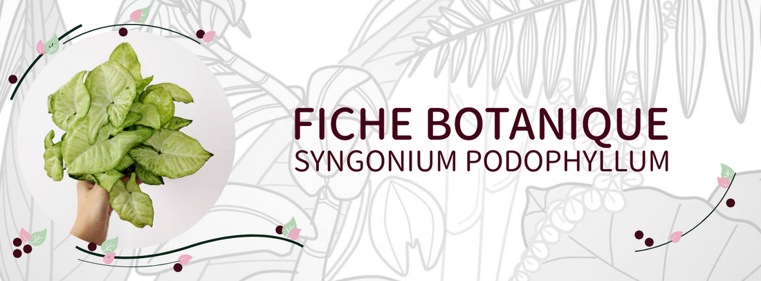 Syngonium podophyllum - Culture et Botanique