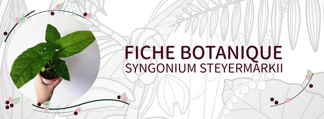Syngonium steyermarkii - Culture et Botanique