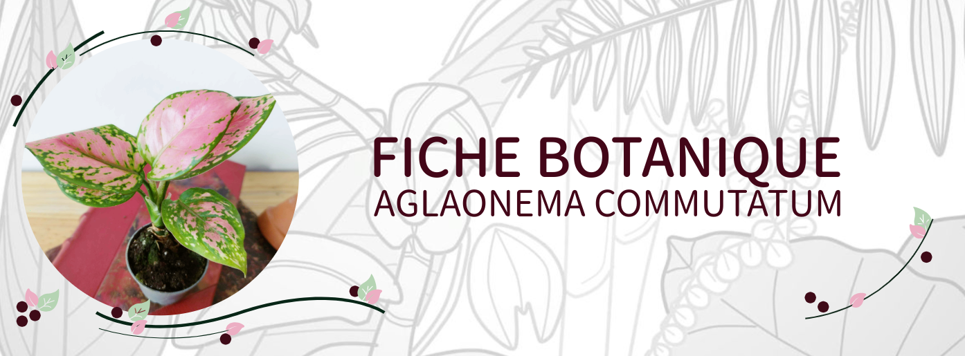 Aglaonema commutatum - Culture et Botanique – Magnifolia