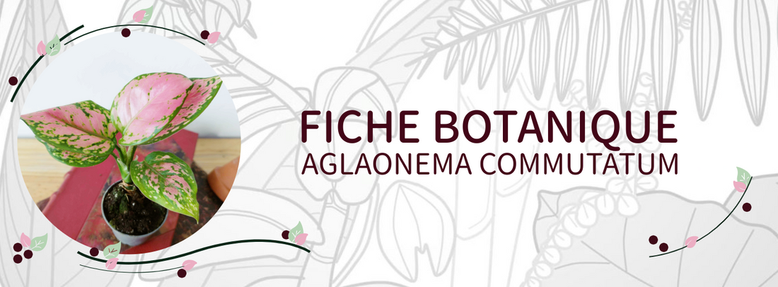Aglaonema commutatum - Culture et Botanique