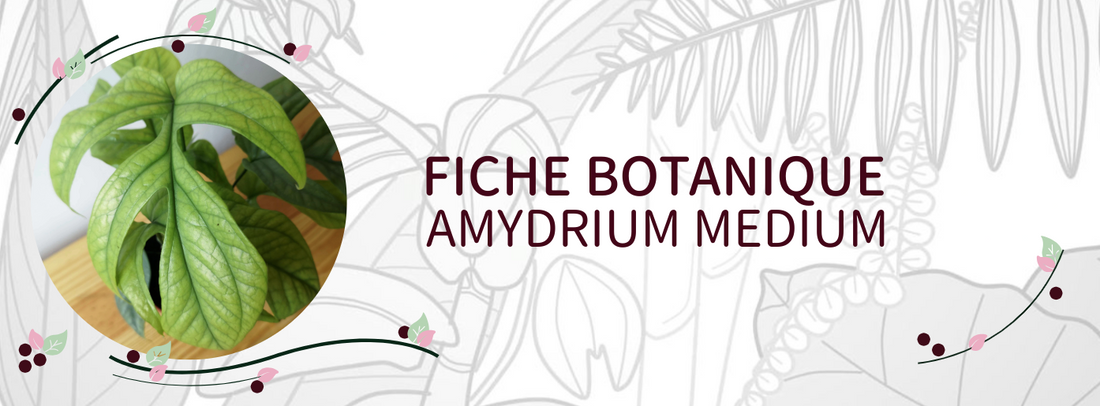 Amydrium medium - Culture et Botanique