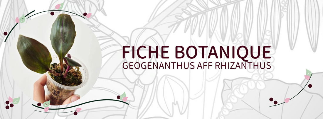 Geogenanthus aff rhizanthus - Culture et Botanique