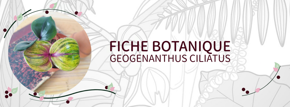 Geogenanthus ciliatus - Culture et Botanique
