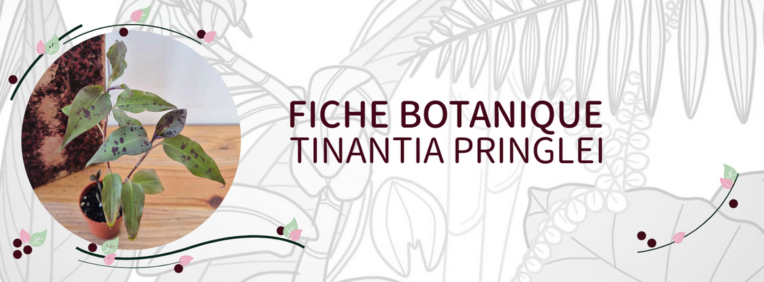 Tinantia pringlei - Culture et Botanique