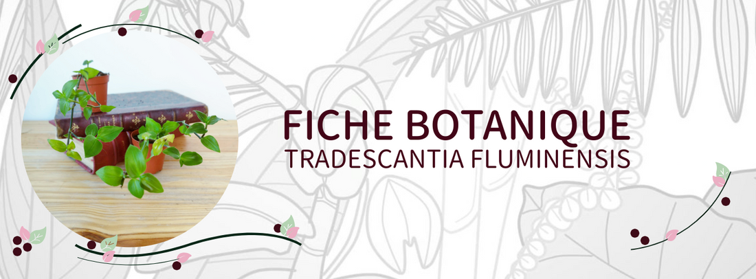 Tradescantia fluminensis - Culture et Botanique