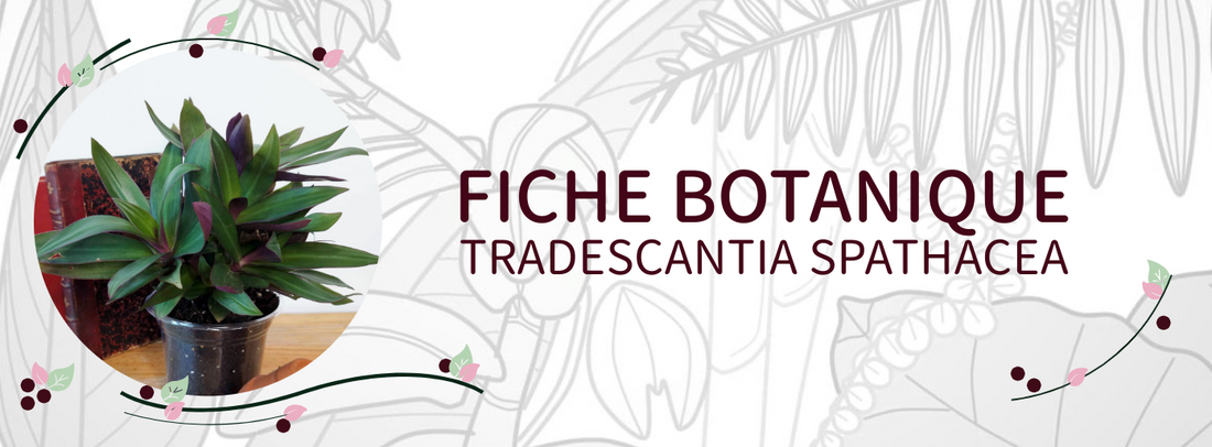 Tradescantia spathacea - Culture et Botanique