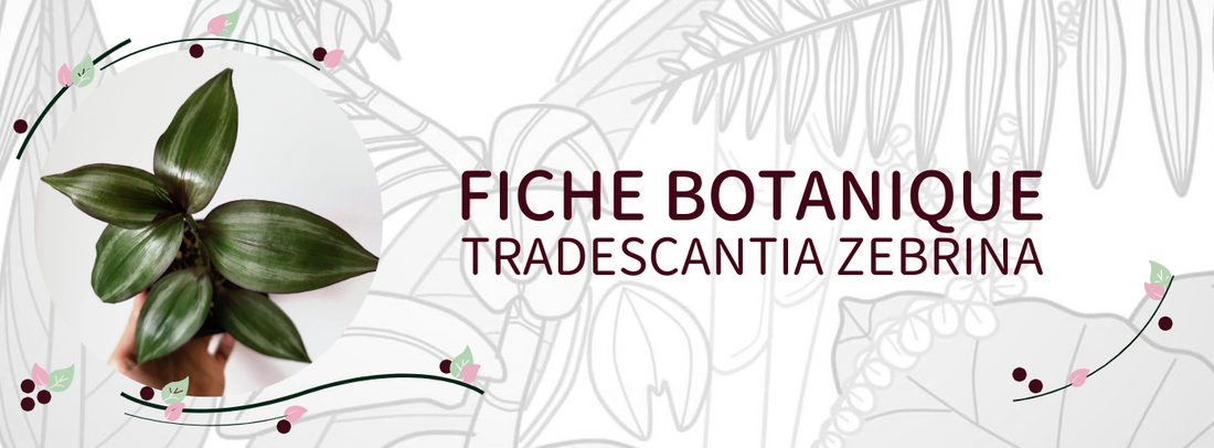 Tradescantia zebrina - Culture et Botanique