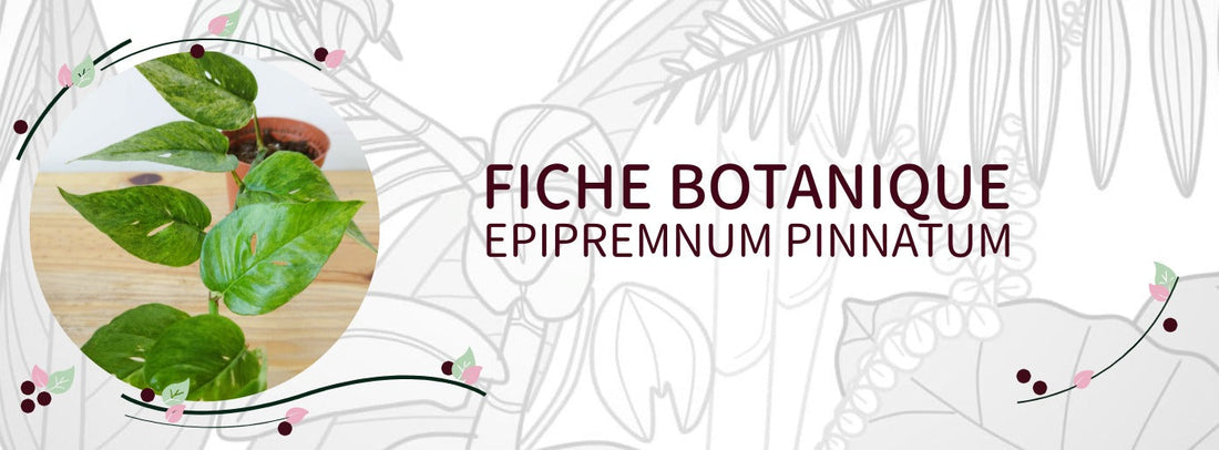 Epipremnum pinnatum - Culture et Botanique