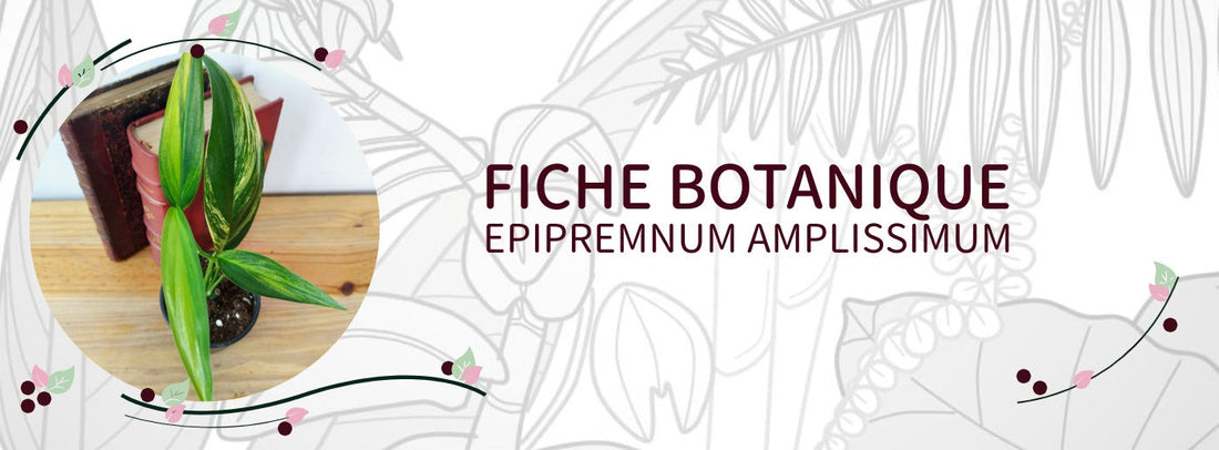 Epipremnum amplissimum - Culture et Botanique