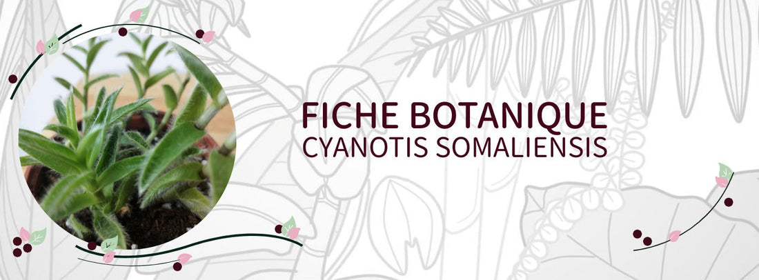 Cyanotis somaliensis - Culture et Botanique