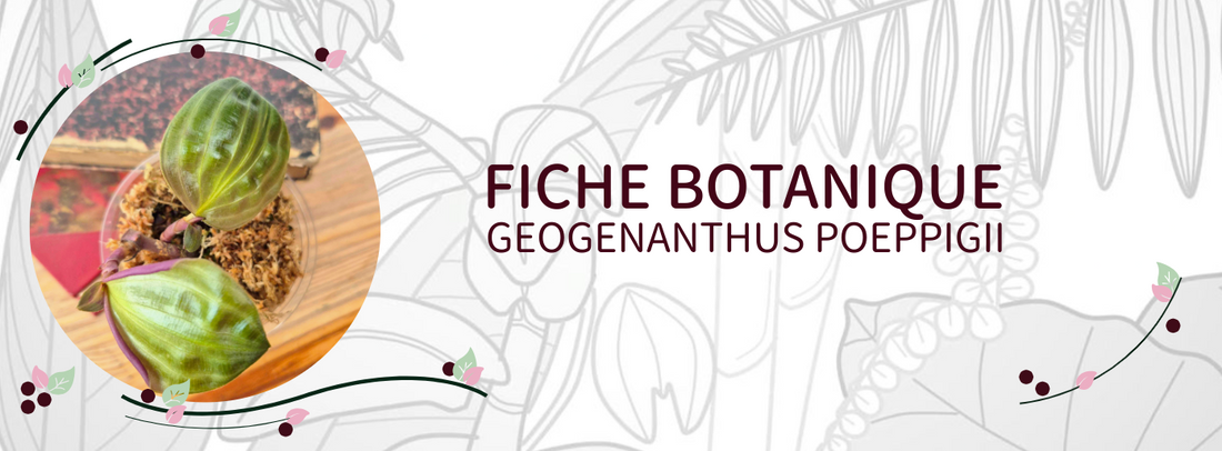 Geogenanthus poeppigii - Culture et Botanique