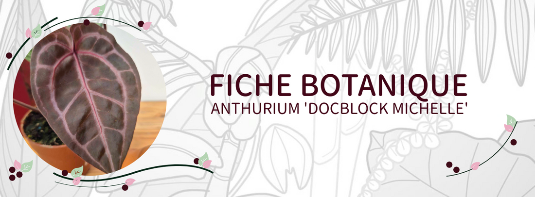 Anthurium 'DocBlock Michelle' - Culture et Botanique