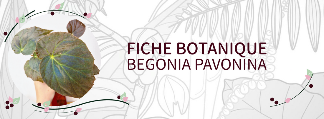Begonia pavonina - Culture et Botanique