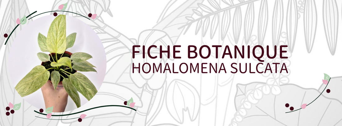 Homalomena sulcata - Culture et Botanique