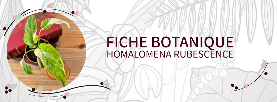 Homalomena rubescence - Culture et Botanique