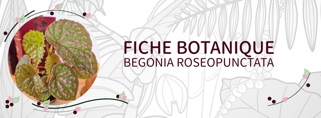 Begonia roseopunctata - Culture et Botanique
