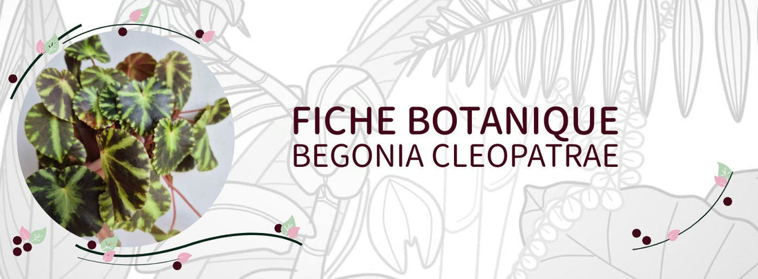 Begonia cleopatrea - Culture et Botanique