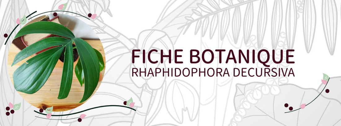 Rhaphidophora decursiva - Culture et Botanique