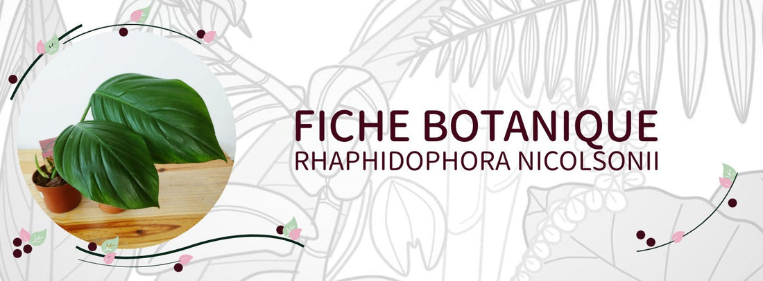 Rhaphidophora nicolsonii - Culture et Botanique