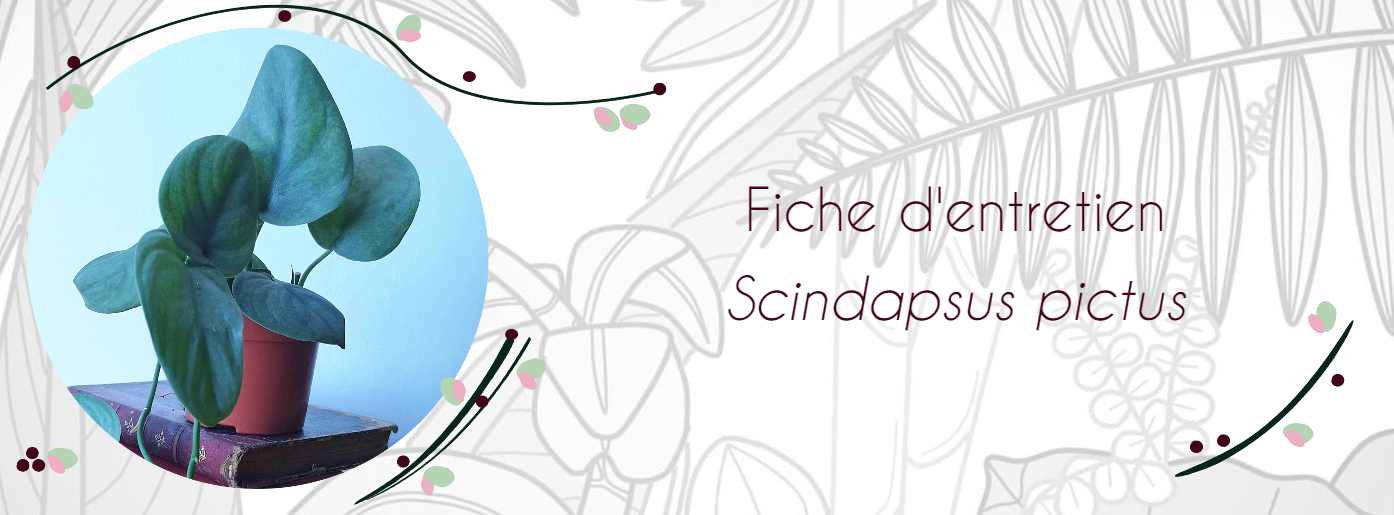Fiche d'entretien Scindapsus pictus