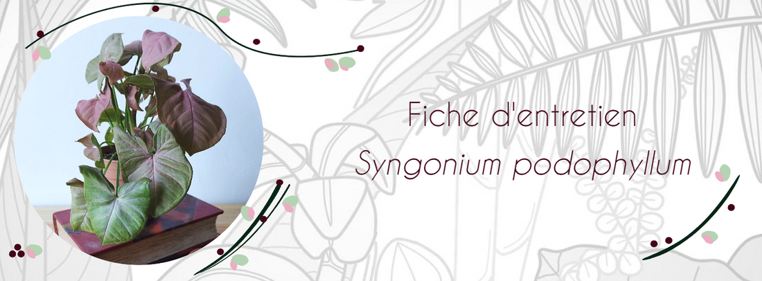 Fiche d'entretien Syngonium podophyllum