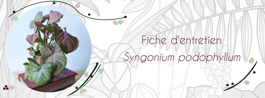 Fiche d'entretien Syngonium podophyllum
