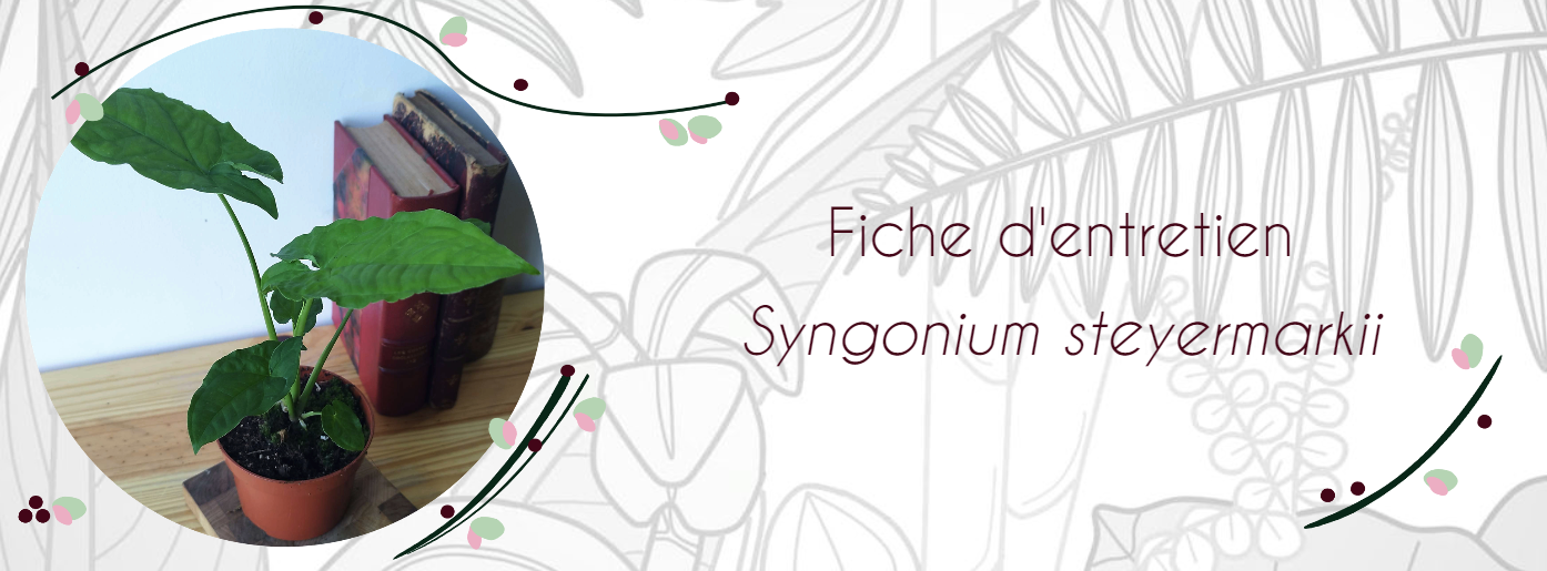 Fiche d'entretien Syngonium steyermarkii