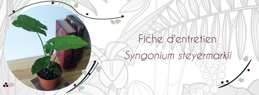 Fiche d'entretien Syngonium steyermarkii