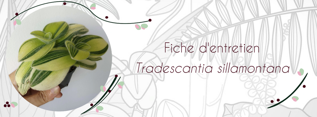 Fiche d'entretien Tradescantia sillamontana