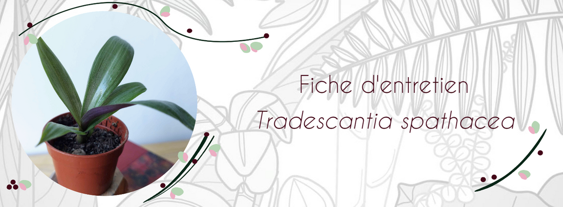 Fiche d'entretien Tradescantia spathacea