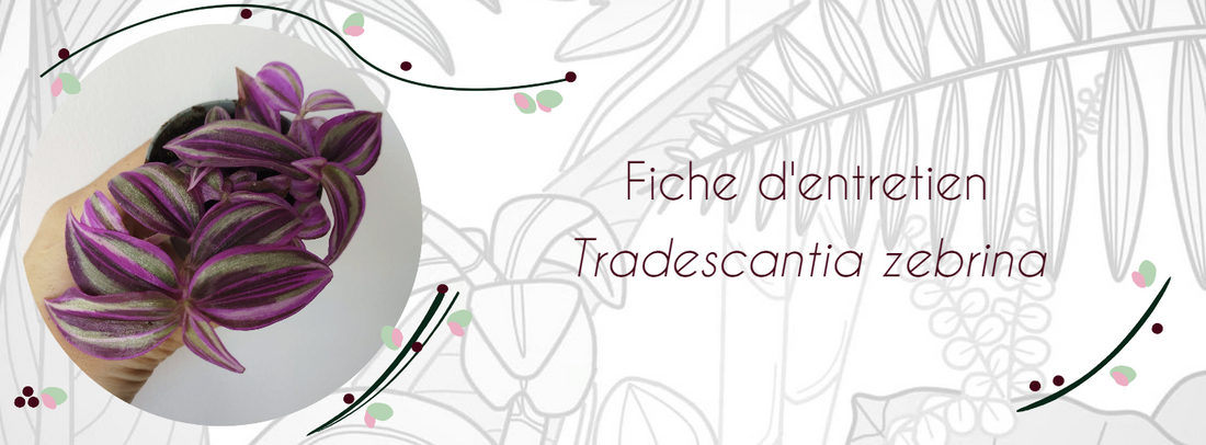 Entretien Tradescantia zebrina