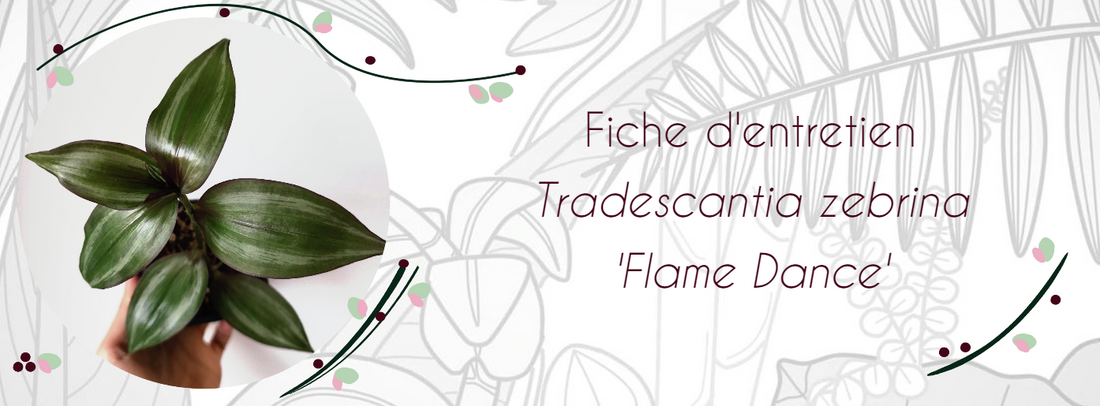 Fiche d'entretien Tradescantia zebrina 'Flame dance'