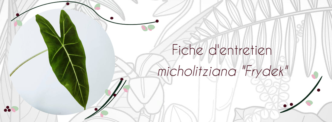 Fiche d'entretien Alocasia micholitziana 'Frydek'