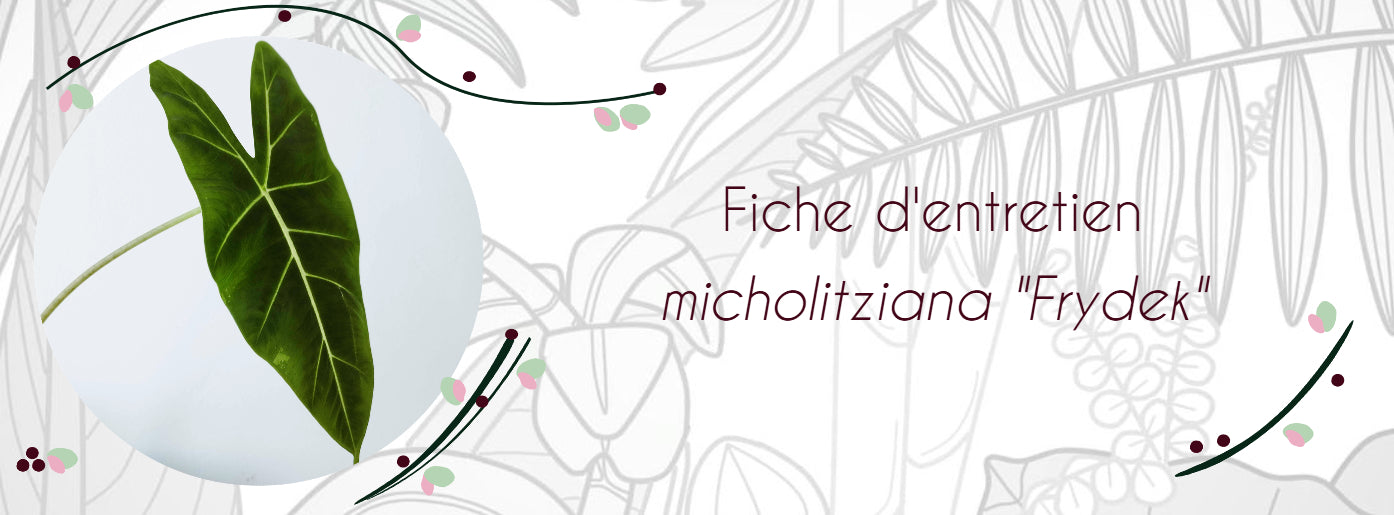 Fiche d'entretien Alocasia micholitziana 'Frydek'