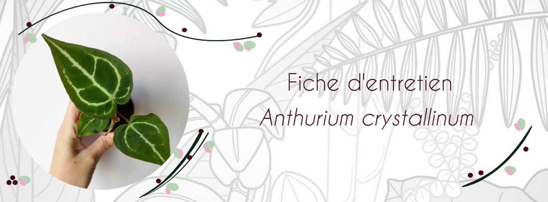 Fiche d'entretien Anthurium crystallinum